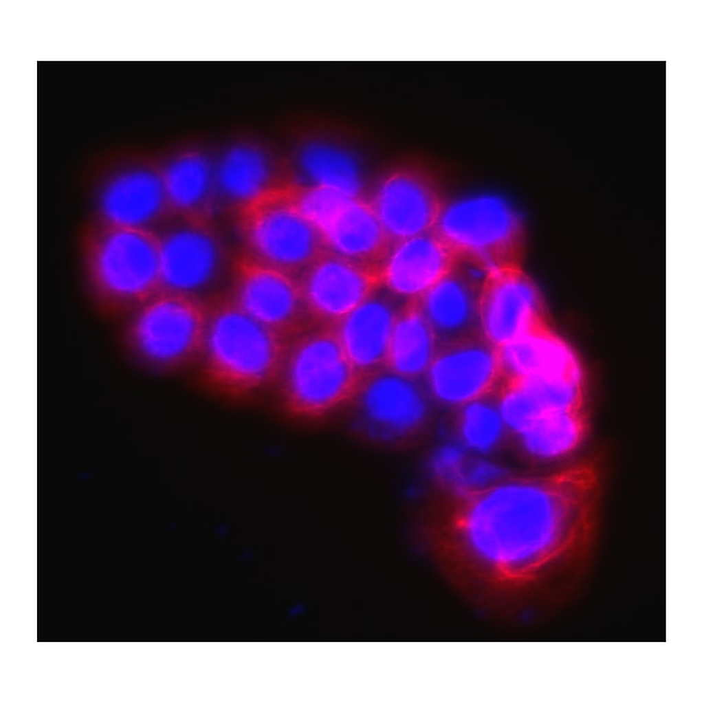BD Alexa Fluor® 647 Mouse Anti-Human Cytokeratin 14, 15, 16 and 19