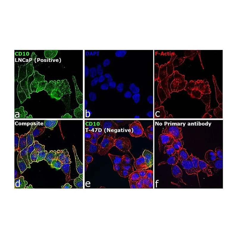 Thermo Fisher Scientific Goat anti-Mouse IgG2b Cross-Adsorbed Secondary Antibody, Alexa Fluor 488