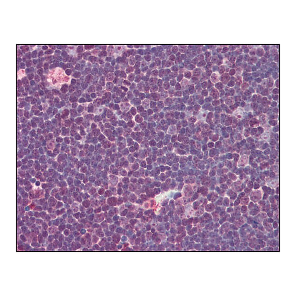 Merck Anti-IL31 (AB2) antibody produced in rabbit