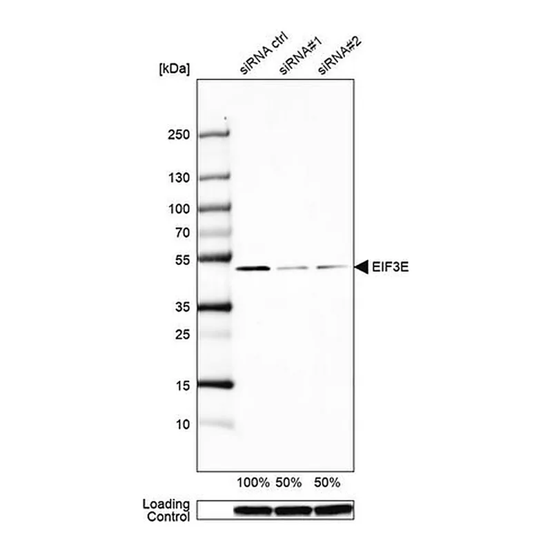 Merck Anti-EIF3E antibody produced in rabbit
