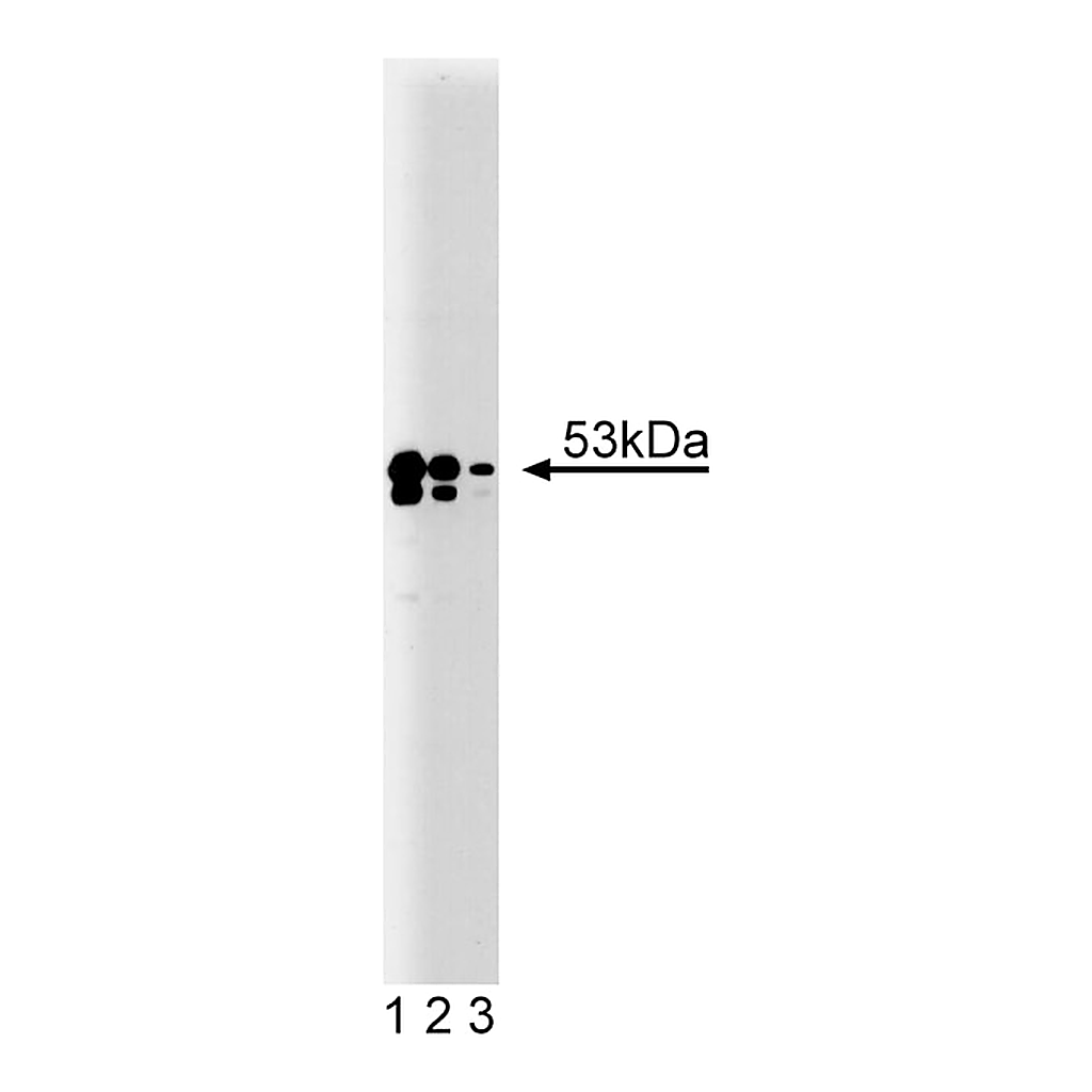 BD Purified Mouse Anti-TEF-1
