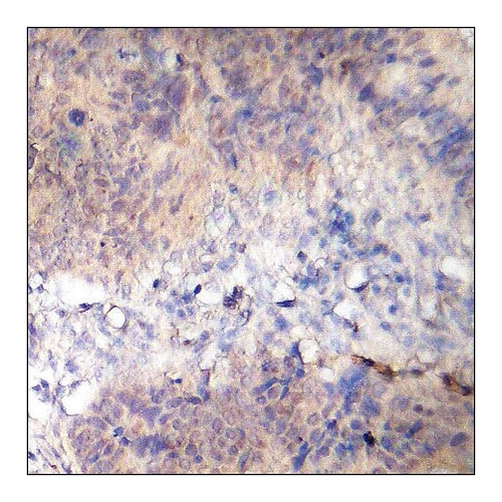 Merck Anti-phospho-AS160 (pThr642) antibody produced in rabbit