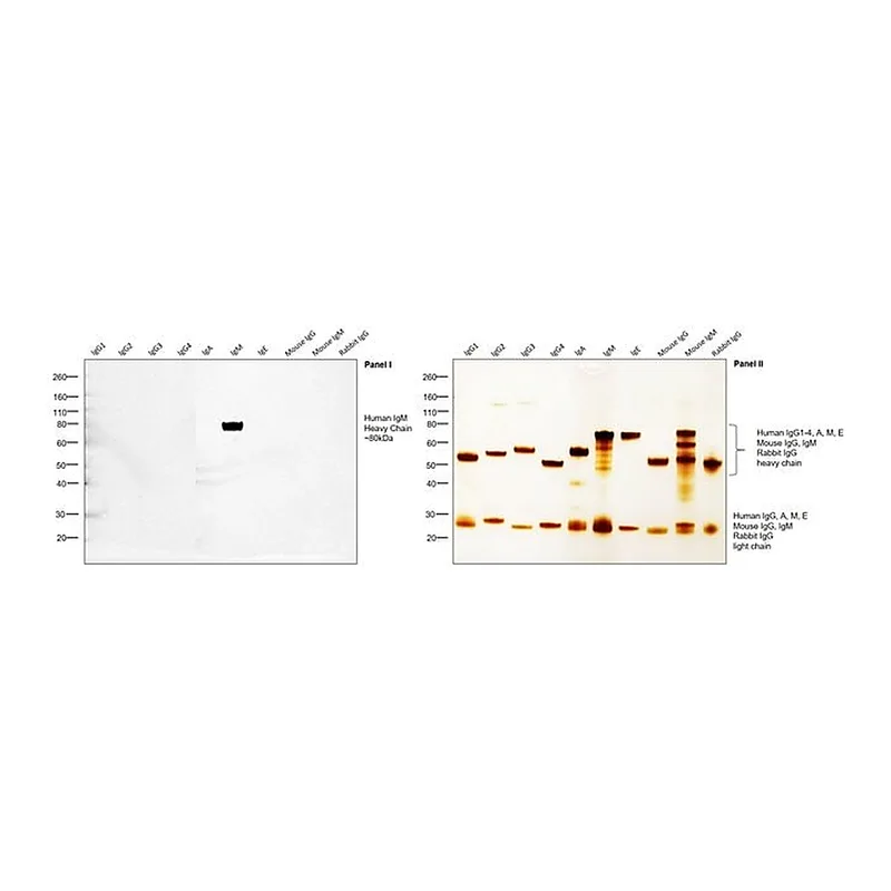 Thermo Fisher Scientific Chicken anti-Human IgM Secondary Antibody, HRP