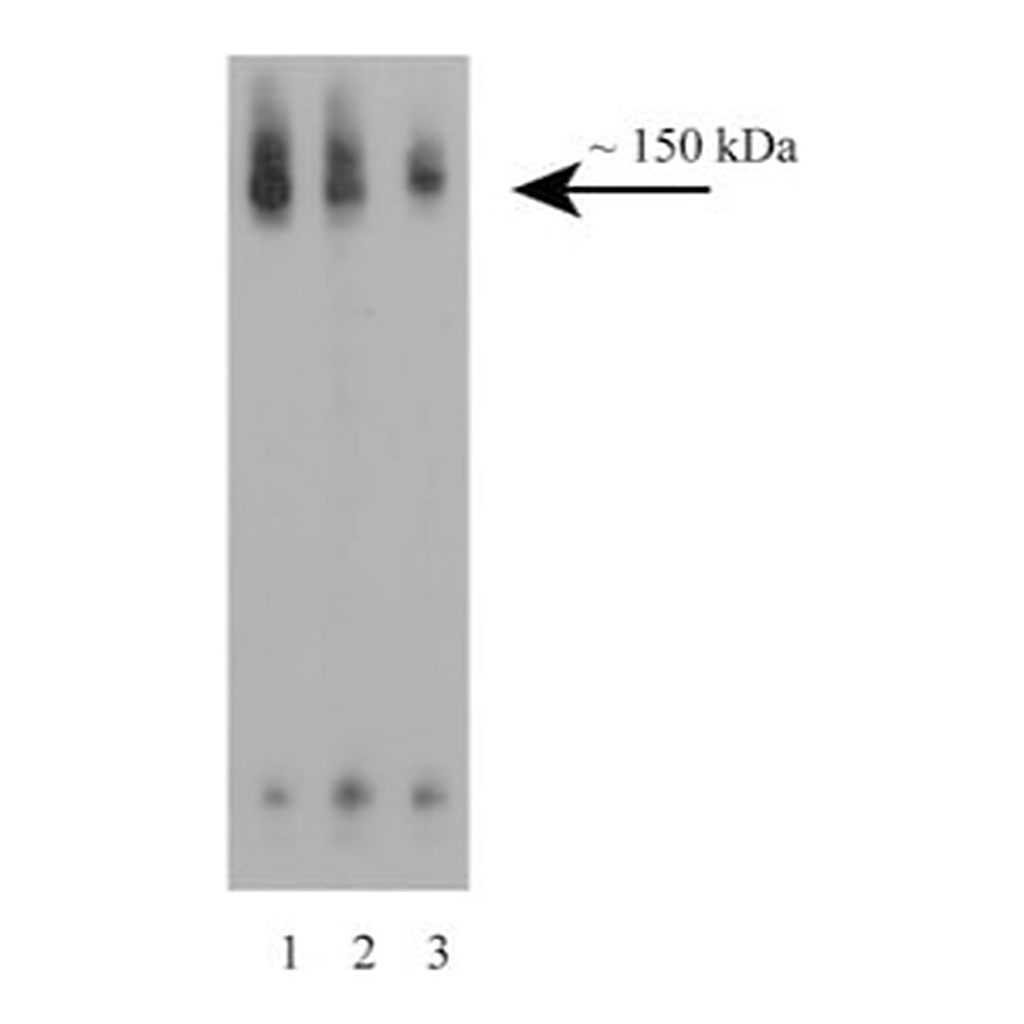 BD Purified Mouse Anti-CD100