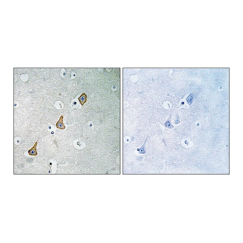 Merck Anti-PECAM-1 antibody produced in rabbit