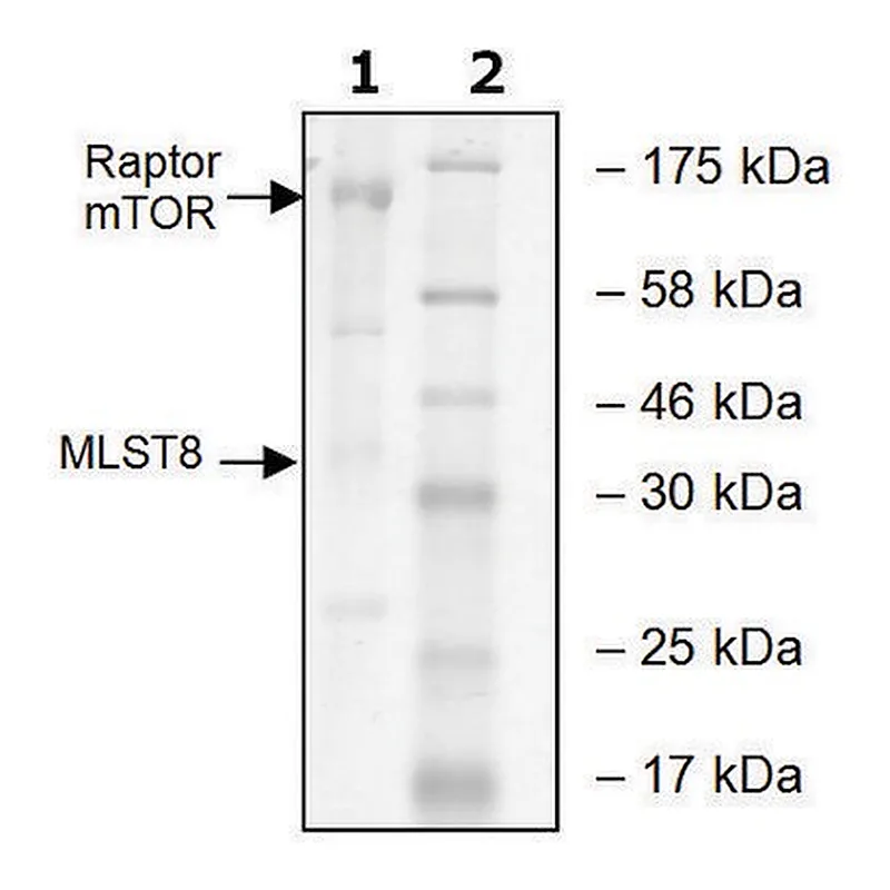 Merck mTOR/Raptor/MLST8 human
