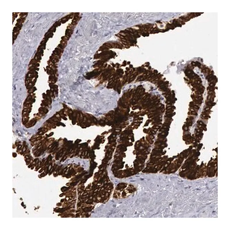 Merck Anti-PTGS2 antibody produced in rabbitp&