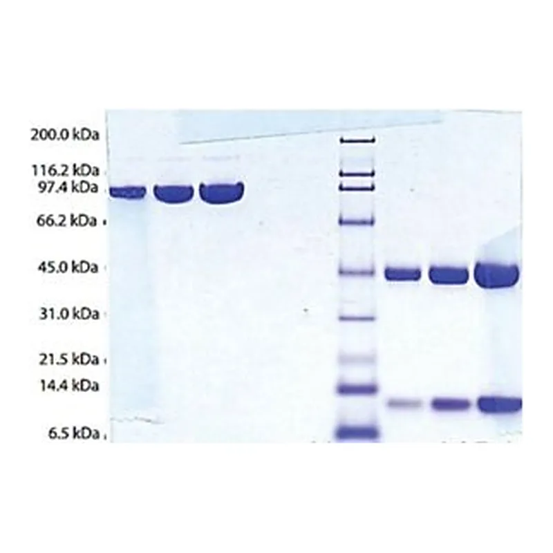Merck HAPTOGLOBIN,(PHENOTYPE1-1)HUMAN PLASMA