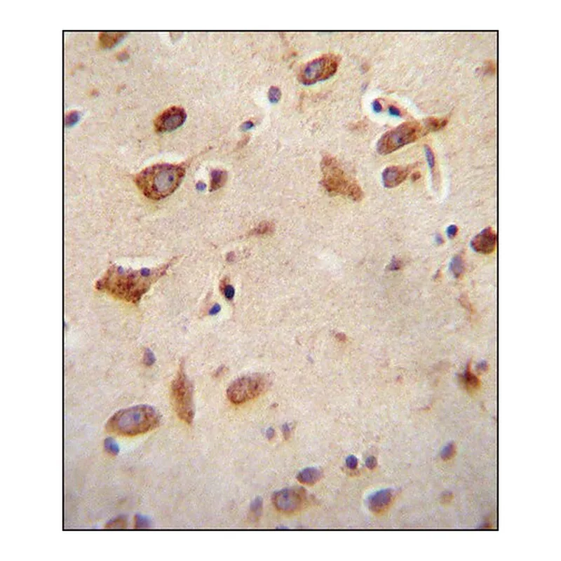 Merck ANTI-GFRAL (C-TERM) antibody produced in rabbit