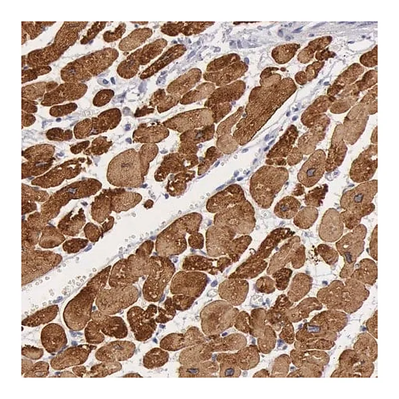 Merck Anti-MYH7 antibody produced in rabbit