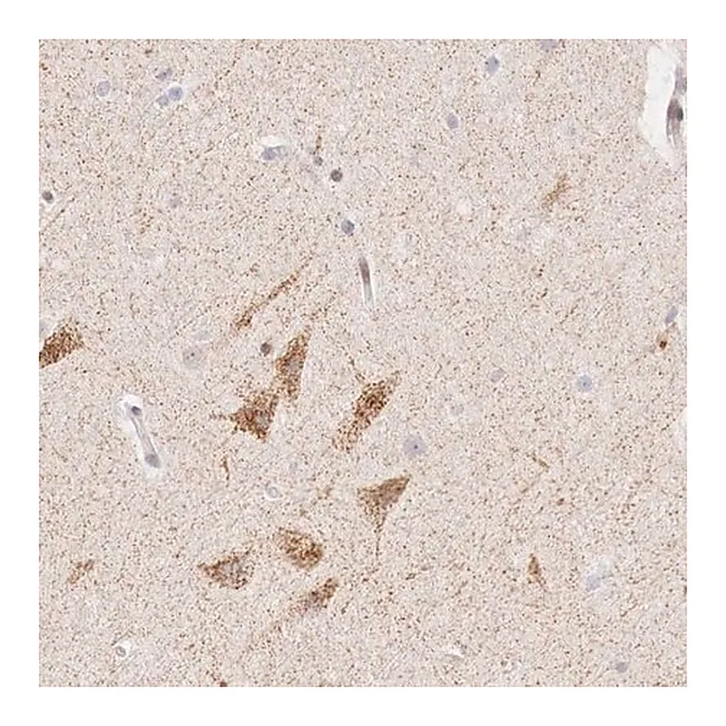 Merck Anti-CLCN5 antibody produced in rabbit