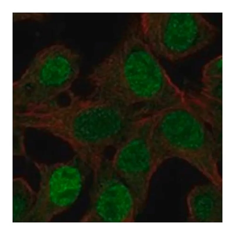 Merck Anti-NR5A1 antibody produced in rabbit