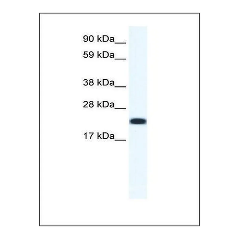 Merck Anti-CITED4 antibody produced in rabbit
