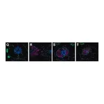 Merck ANTI-LAMININ ANTIBODY PRODUCED IN&