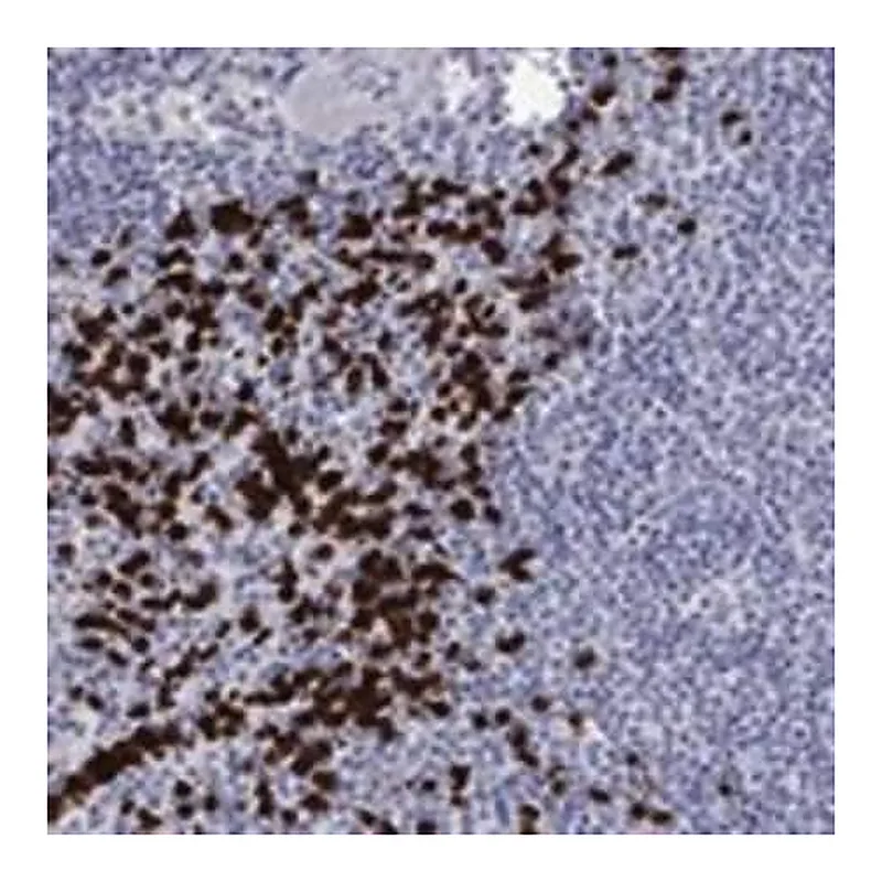 Merck Anti-IRF5 antibody produced in rabbit