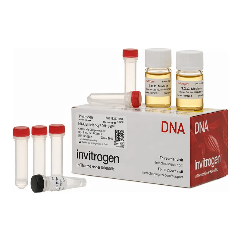 Thermo Fisher Scientific MAX Efficiency DH10B Competent Cells