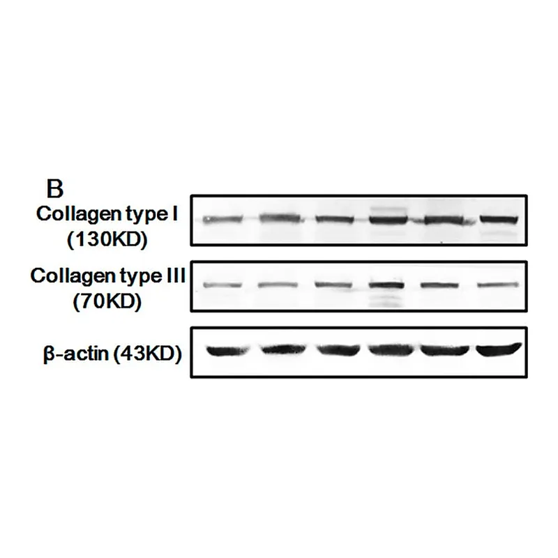 Merck Monoclonal Anti-Collagen, Type III antibody produced in mouse