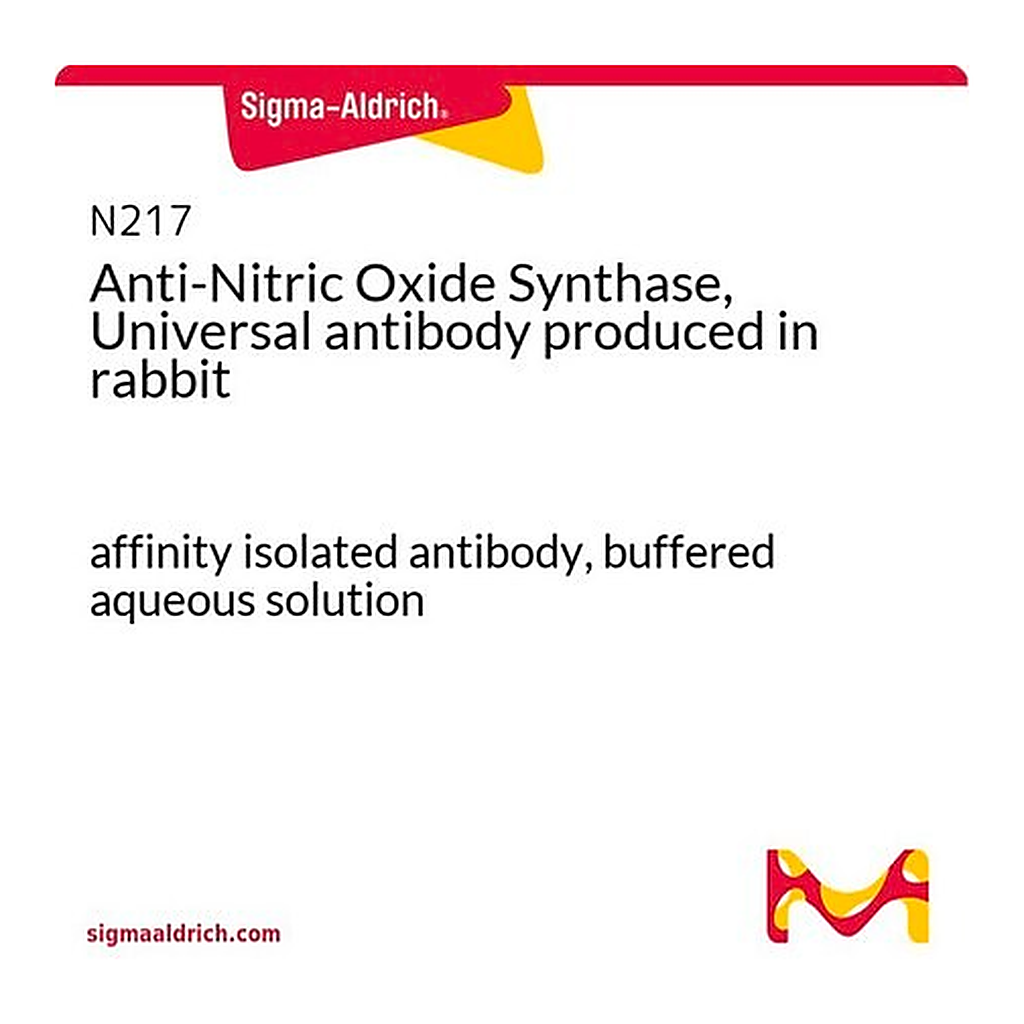 Merck Anti-Nitric Oxide Synthase, Universal antibody produced in rabbit