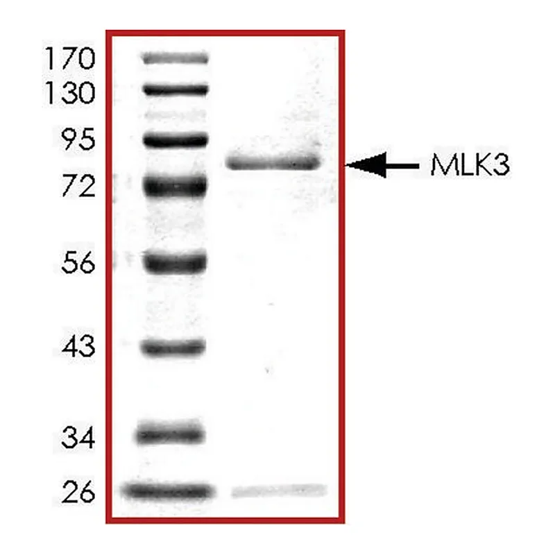 Merck MLK3 (1-488), active, GST tagged human