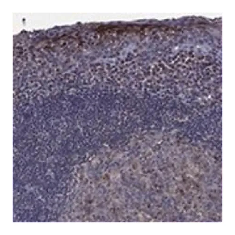 Merck Anti-GPR183 antibody produced in rabbit