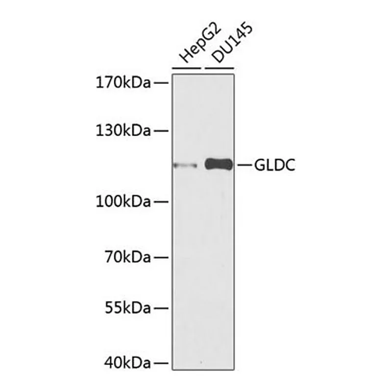 Merck Anti-GLDC antibody produced in rabbit