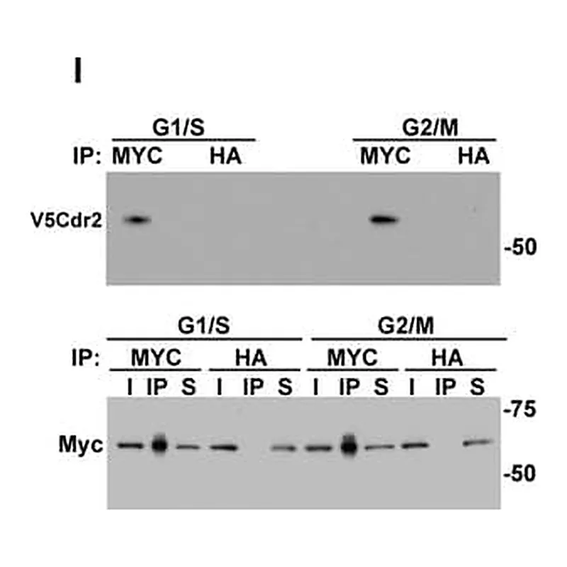 Merck RABBIT ANTI-HA TAG, AFFINITY ISOLATED &