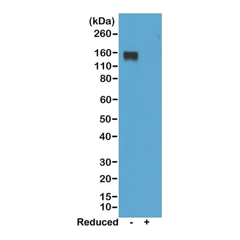 Thermo Fisher Scientific Rabbit anti-Mouse IgG2a Recombinant Secondary Antibody