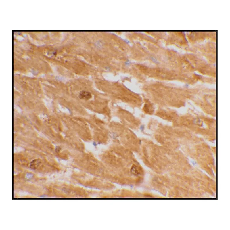Merck Anti-Caspase-12 (large) antibody produced in rabbit