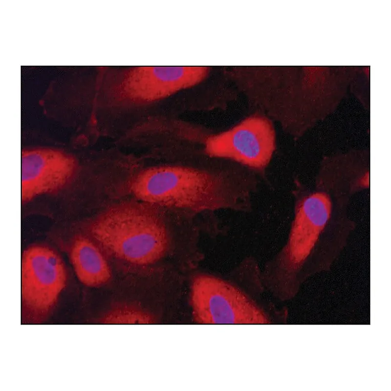 Merck Anti-HRD1/SYVN1 antibody produced in rabbit