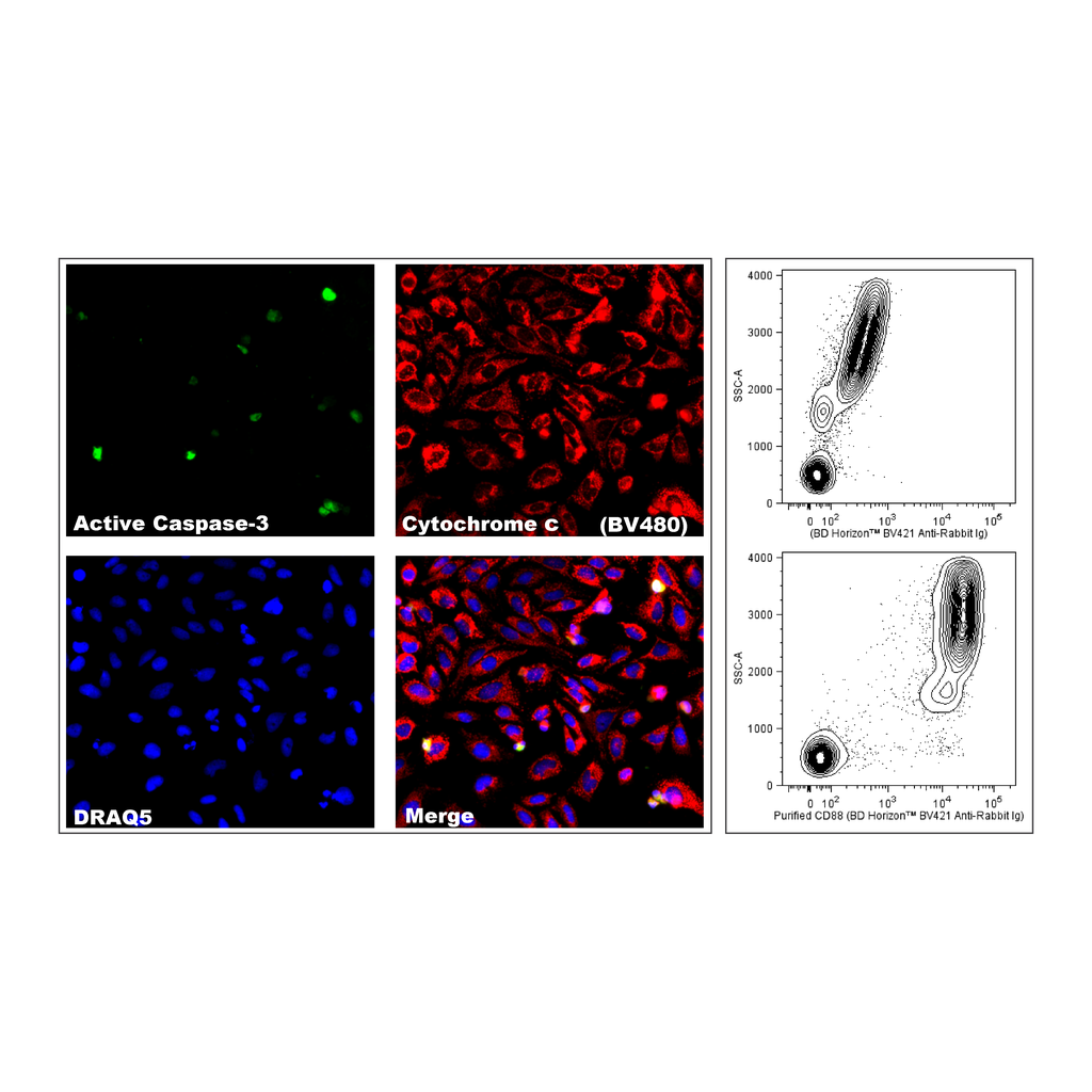 BD BV421 Goat Anti-Rabbit IgG