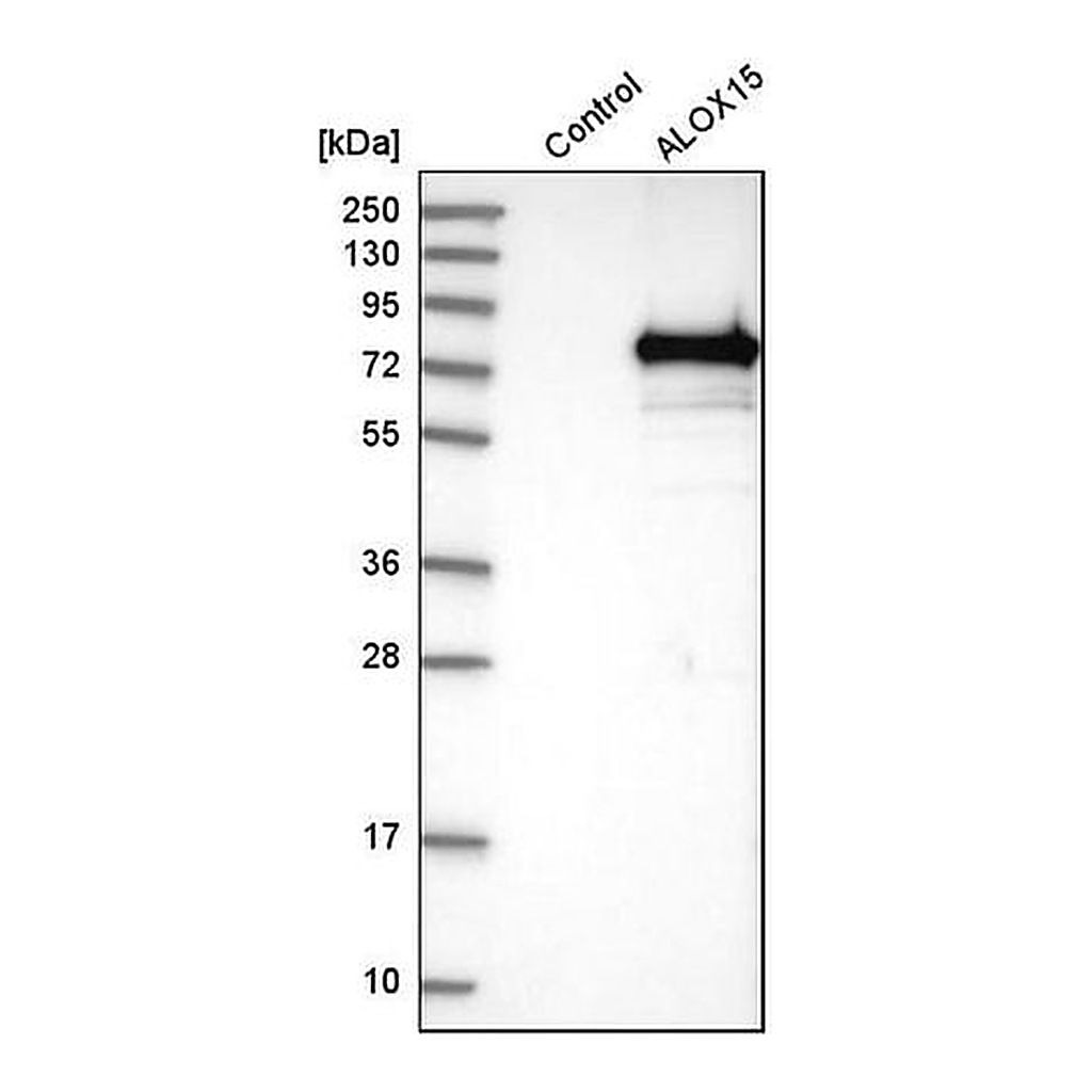 Merck Anti-ALOX15 antibody produced in rabbit