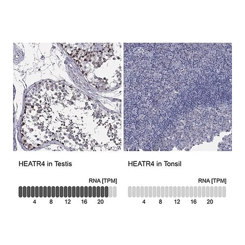 Merck Anti-HEATR4 antibody produced in rabbit