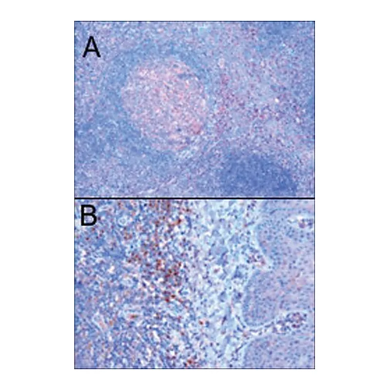 Merck Anti-TRIM5/RNF88 antibody produced in goat