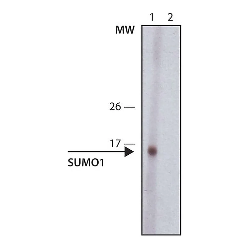 Merck Anti-Sumo-1 antibody, Rat monoclonal
