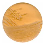 Merck Tryptic Soya Agar with Polysorbate 80 and Lecithin