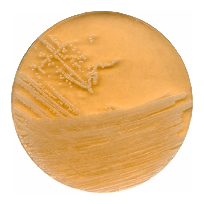 Merck Tryptic Soya Agar with Polysorbate 80 and Lecithin