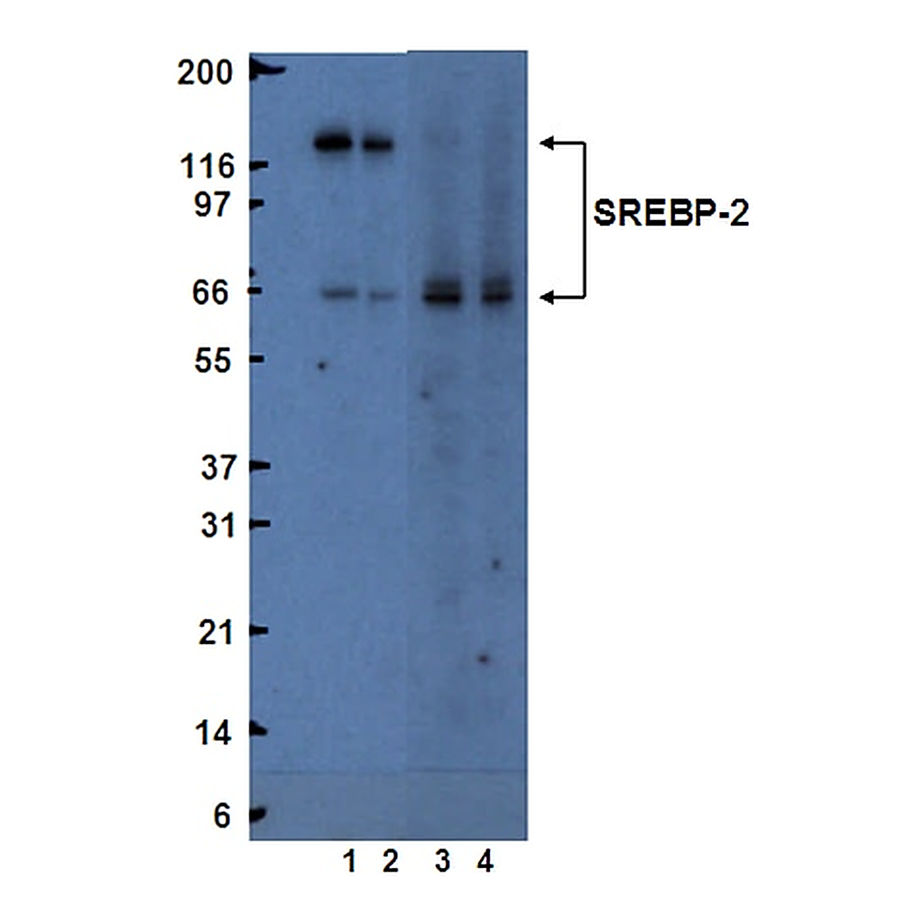 BD Purified Mouse Anti-SREBP-2