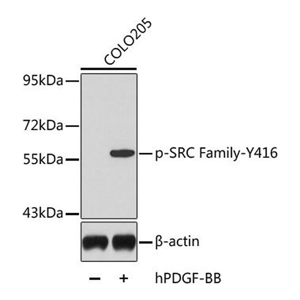Merck Anti-Phospho-SRC Family-Y416 antibody produced in rabbit