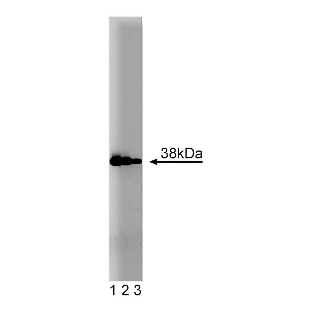 BD Purified Mouse Anti-Annexin I