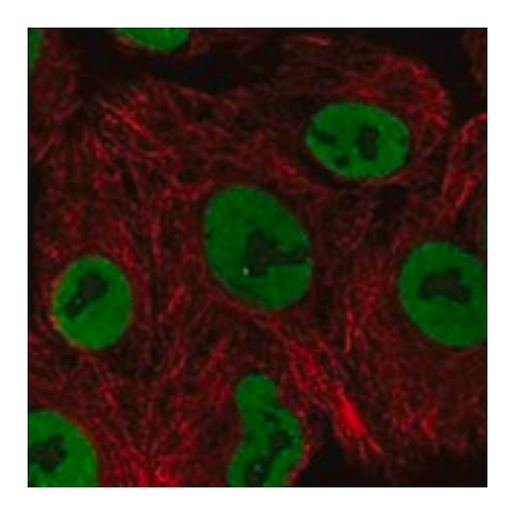 Merck Anti-PLEKHG7 antibody produced in rabbit