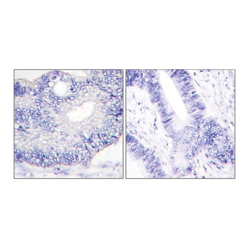 Merck Anti-TGF alpha antibody produced in rabbit