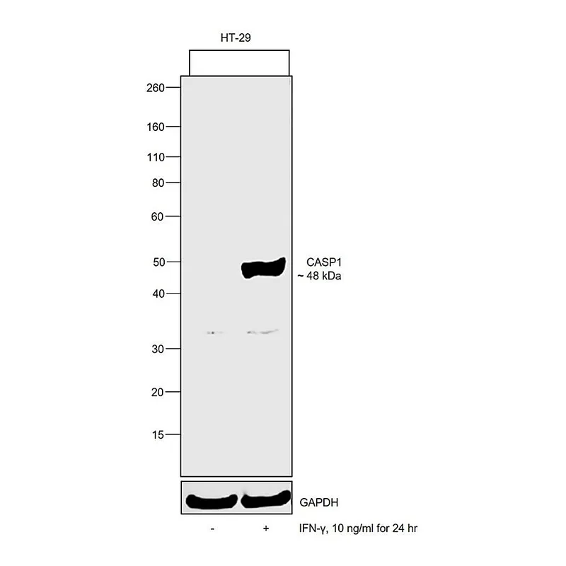 Thermo Fisher Scientific Human IFN-gamma Recombinant Protein