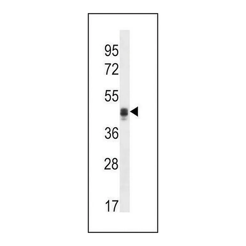 Merck ANTI-CALU(C-TERMINAL) antibody produced in rabbit