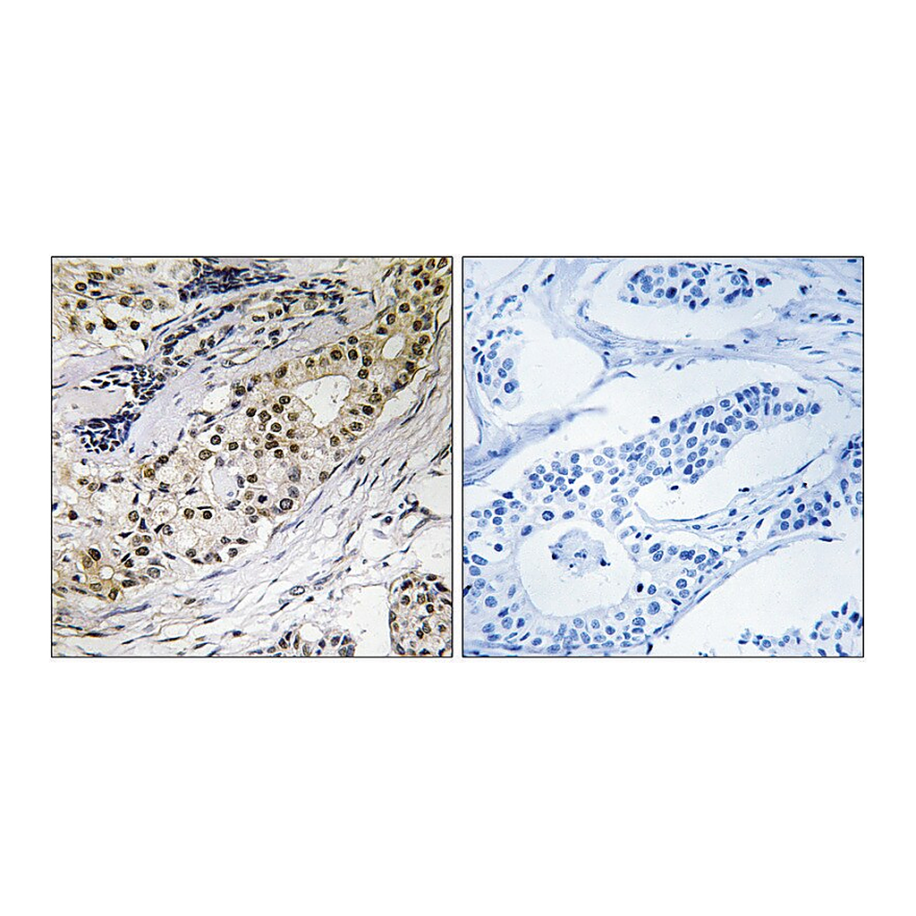 Merck Anti-LAMA3 antibody produced in rabbit