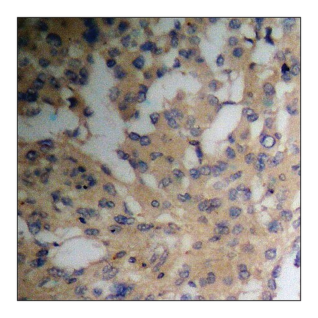 Merck Anti-phospho-PEA-15 (pSer116) antibody produced in rabbit