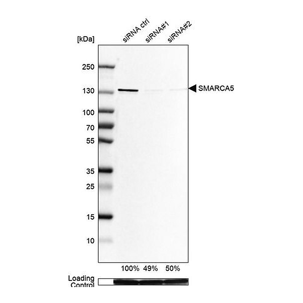 Merck Anti-SMARCA5 antibody produced in rabbit
