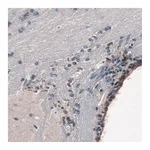 Atlas Antibodies Anti-SOX21 Antibody