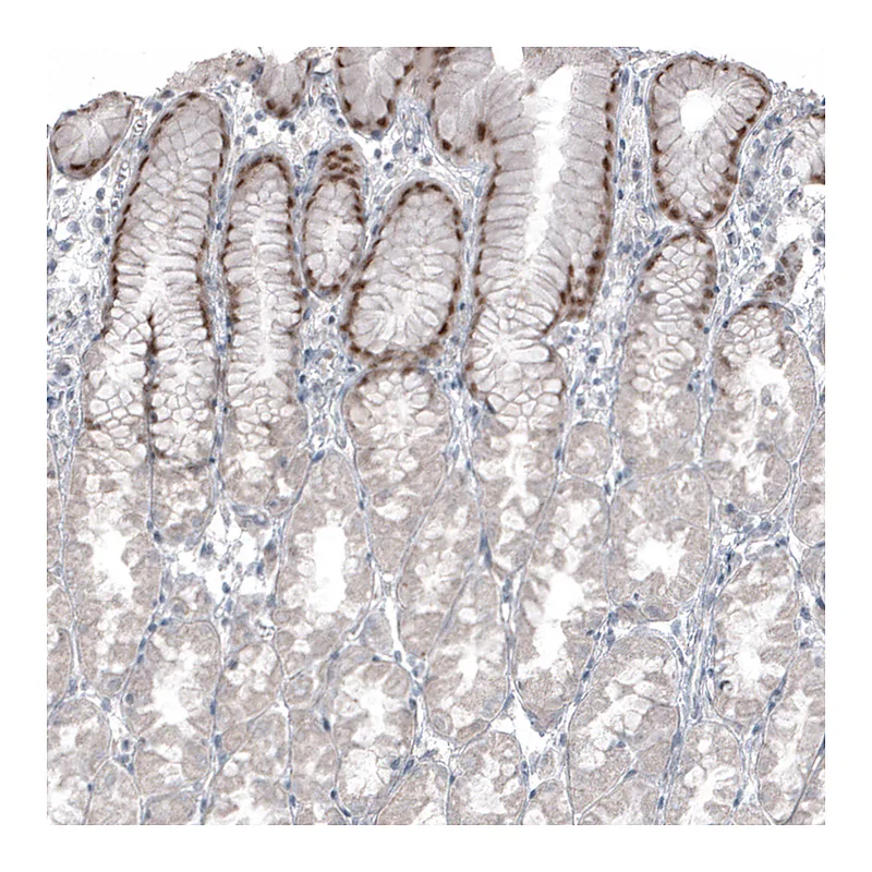 Atlas Antibodies Anti-SOX21 Antibody