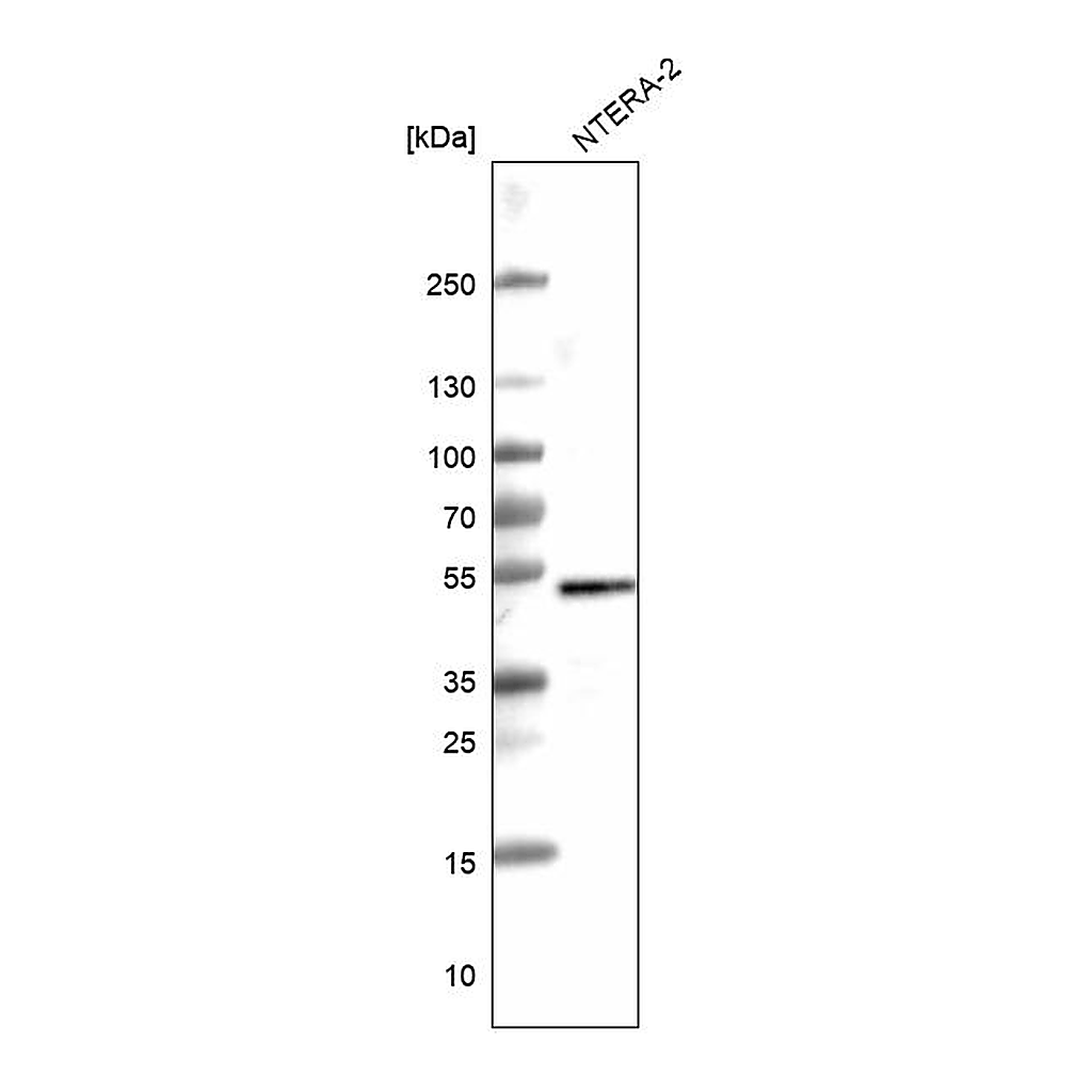 Atlas Antibodies Anti-SOX3 Antibody