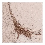 Atlas Antibodies Anti-SOX4 Antibody